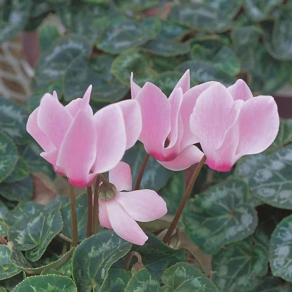 Pale Pink Cyclamen Flower seeds for Planting - Shade Tolerant, Heirloom & GMO Free Seeds for Home Garden
