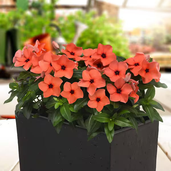 Orange Periwinkle Flower seeds for Planting - Pollinator Friendly, Heirloom & GMO Free Seeds for Home Garden