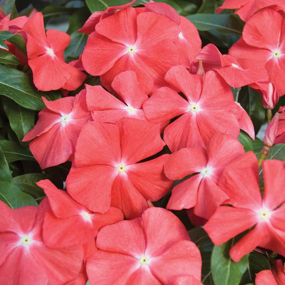 Orange Periwinkle Flower seeds for Planting - Pollinator Friendly, Heirloom & GMO Free Seeds for Home Garden