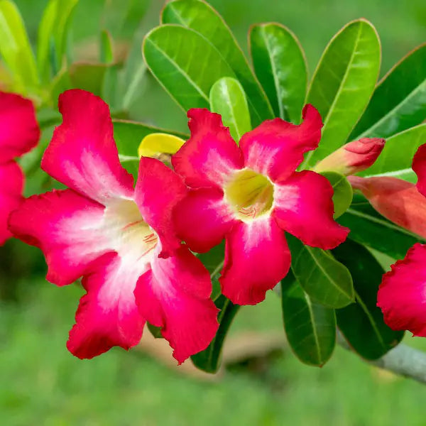 Adenium Desert Flower seeds for Planting - Easy to Grow, Heirloom & GMO Free Seeds for Home Garden