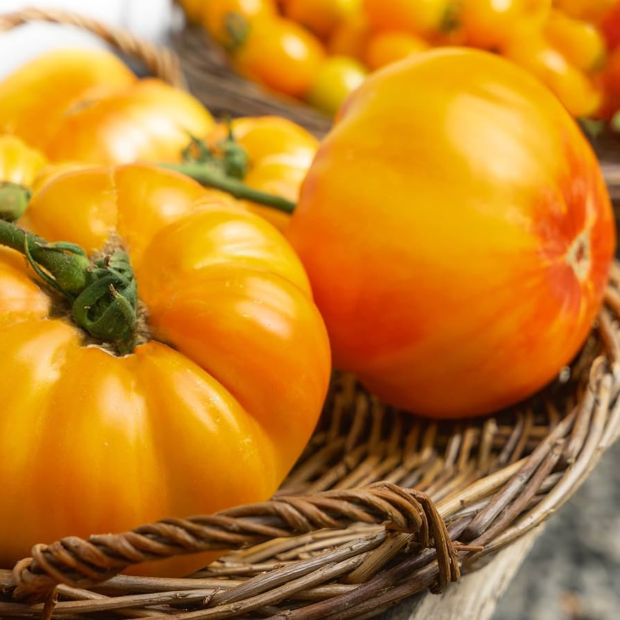 Amana Orange tomato seeds for planting