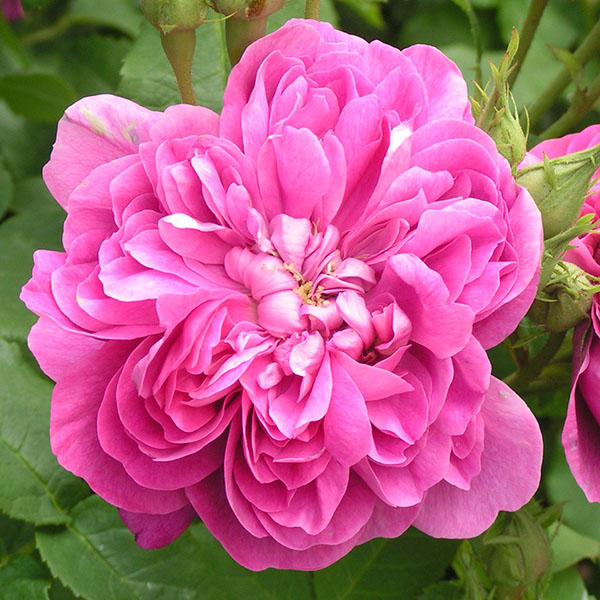 Pink Damask Flower seeds for Planting - Pollinator Friendly, Heirloom & GMO Free Seeds for Home Garden