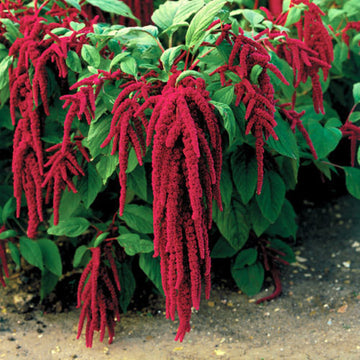 Buy Amaranthus Seeds Online – Amaranthus caudatus Red Tassel Variety