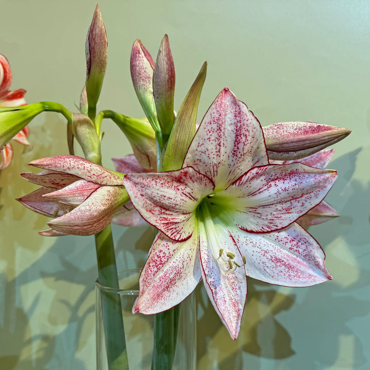 Pink Amaryllis Zwiebeln Flower Seeds - Perfect for Planting in Your Garden