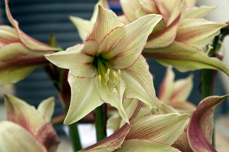 Hippeastrum Army Green Flower seeds for Planting - Pollinator Friendly, Heirloom & GMO Free Seeds for Home Garden