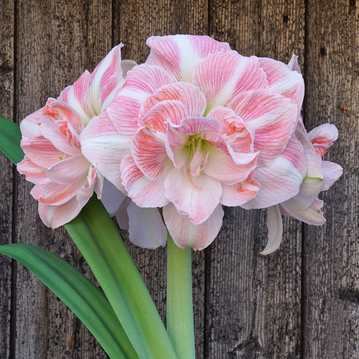 Pink Amaryllis Zwiebeln Flower Seeds - Perfect for Planting in Your Garden Heirloom Non-GMO Seeds