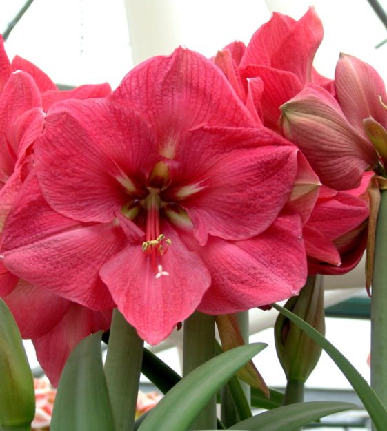 Pink Echte Amaryllis Flower seeds for Planting - Perfect for Borders, Heirloom & GMO Free Seeds for Home Garden