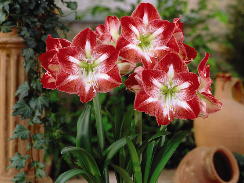 Red Green Amaryllis Flower Seeds for Planting Drought Tolerant Heirloom & GMO Free Seeds for Home Garden
 
 Sale