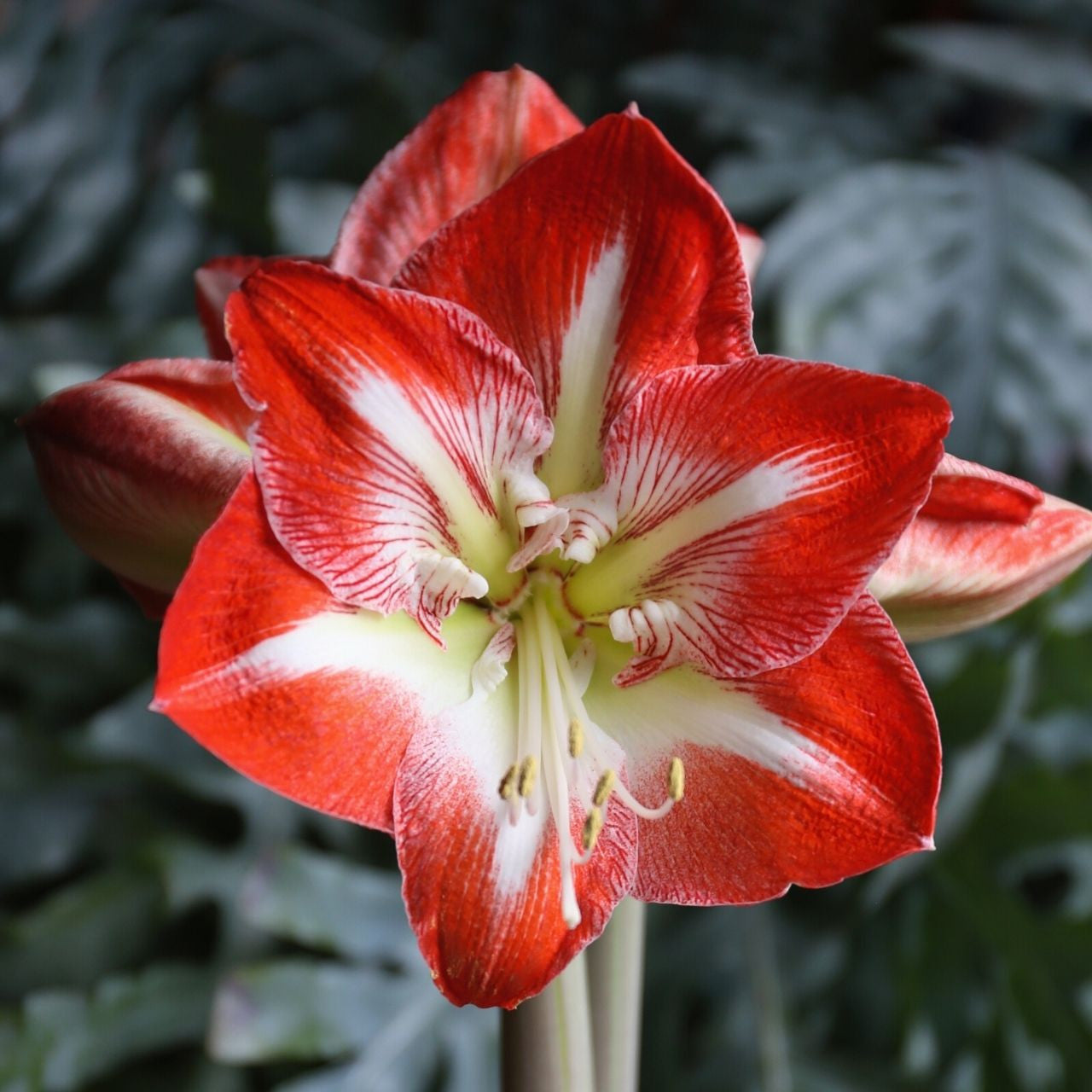 Heirloom Amaryllis Flower seeds for Planting Pollinator Friendly Heirloom & GMO Free Seeds for Home Garden