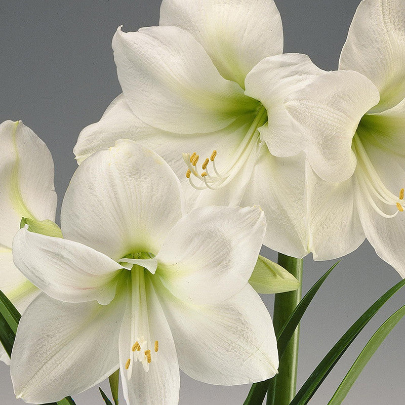 White Amaryllis Flower Seeds for Planting Vibrant Colors Heirloom & GMO Free Seeds for Home Garden
 
 Sale