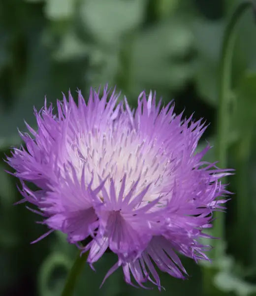 Cirsium Muticum Flower seeds for Planting - Drought Tolerant, Heirloom & GMO Free Seeds for Home Garden