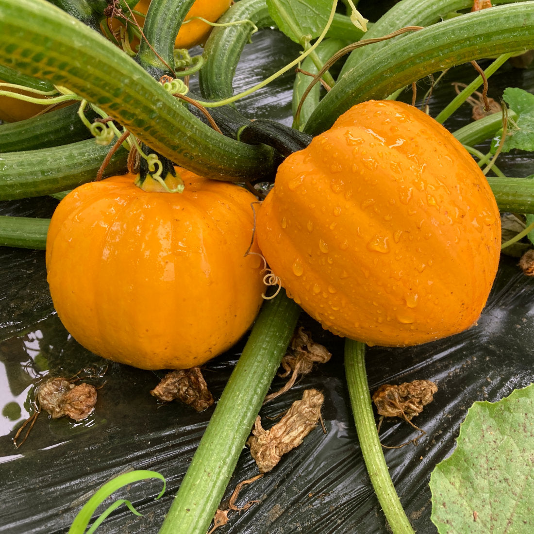 Amish Pie squash seeds for planting