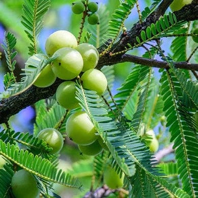 Green Amla Seeds for Planting - Grow Your Own Amla Tree