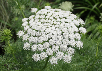 Lace Flower seeds for Planting - Pollinator Friendly, Heirloom & GMO Free Seeds for Home Garden