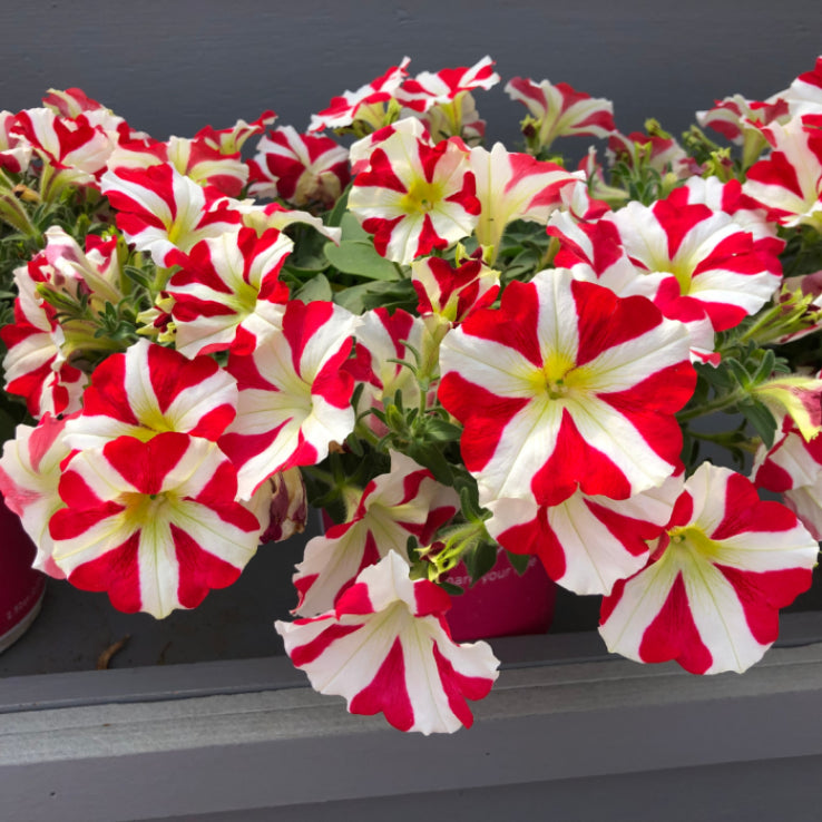 White and Red Petunia Seeds for Beautiful Garden Planting
