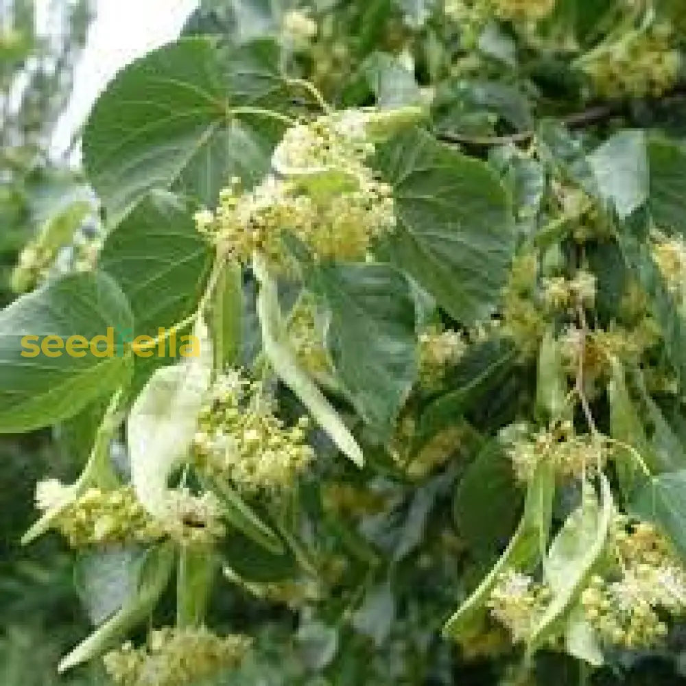 Amur Linden Tree Planting Seeds - Green Tilia Amurensis For Lush Landscapes Plant Seeds