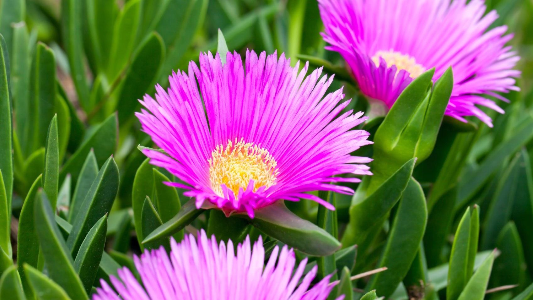 Pink Delosperma Flower seeds for Planting - Vibrant Colors, Heirloom & GMO Free Seeds for Home Garden