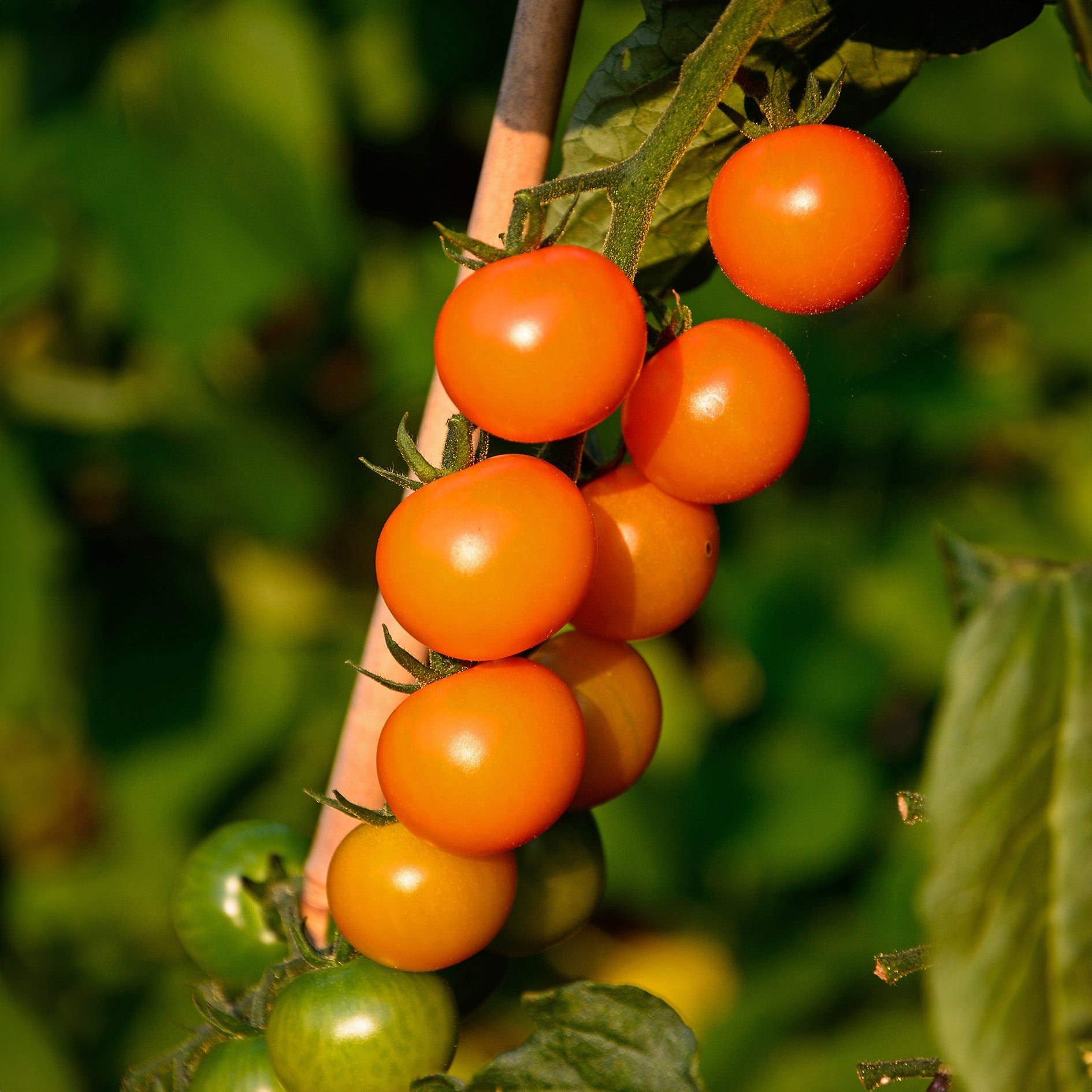 Cherry Tomato Seeds – Sweet Organic Tomatoes for Salads