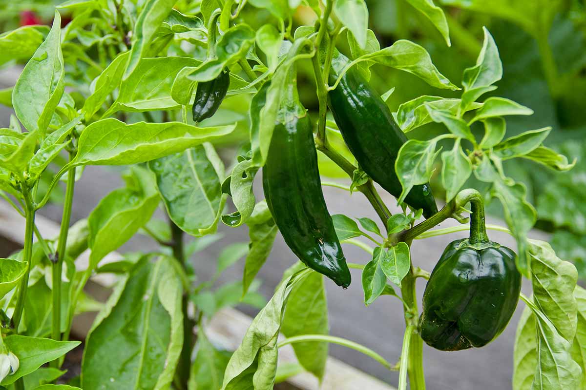 Non GMO ancho pepper seeds for warm season gardening