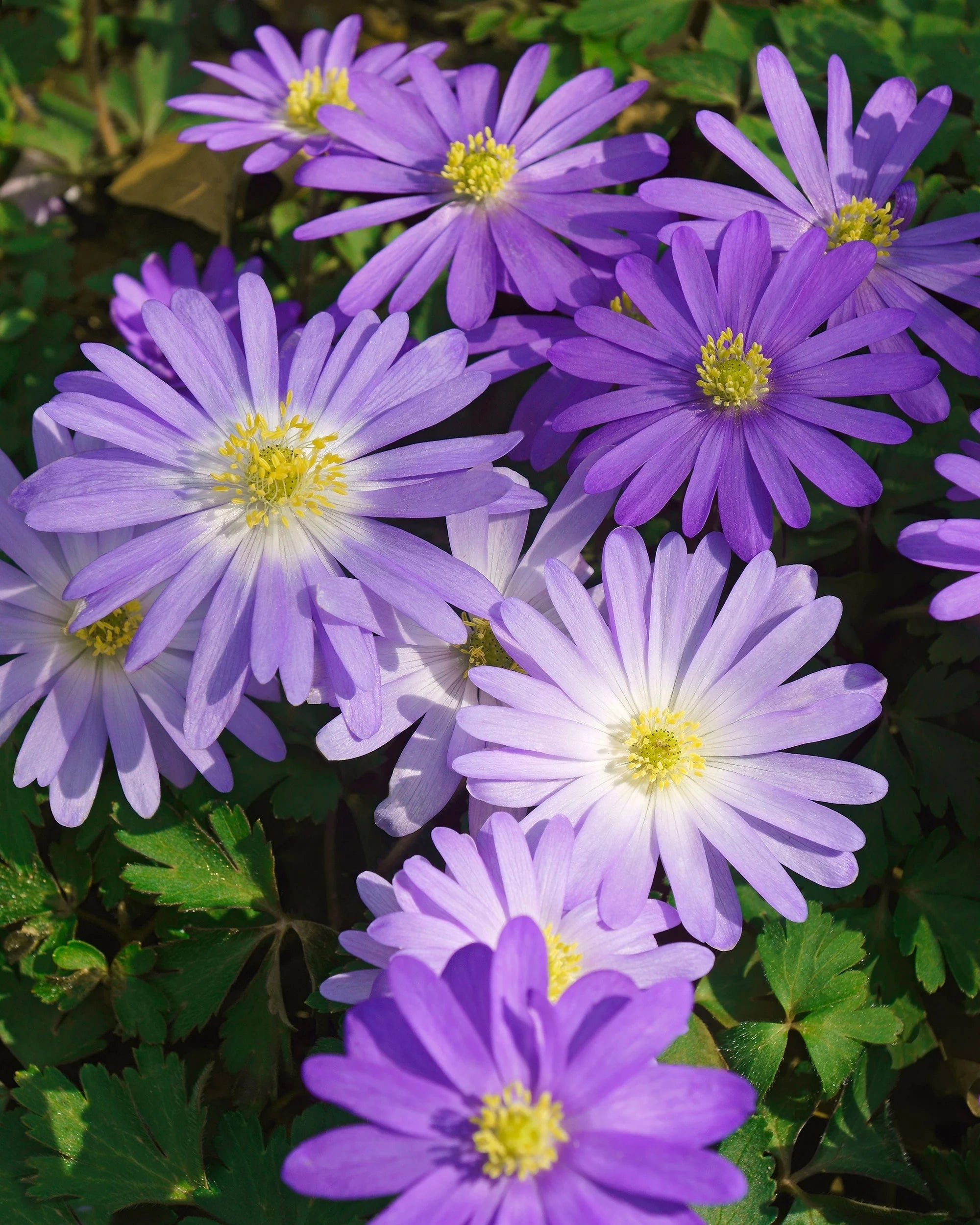 Anemone Blanda Flower seeds for Planting - Fragrant Blossoms, Heirloom & GMO Free Seeds for Home Garden