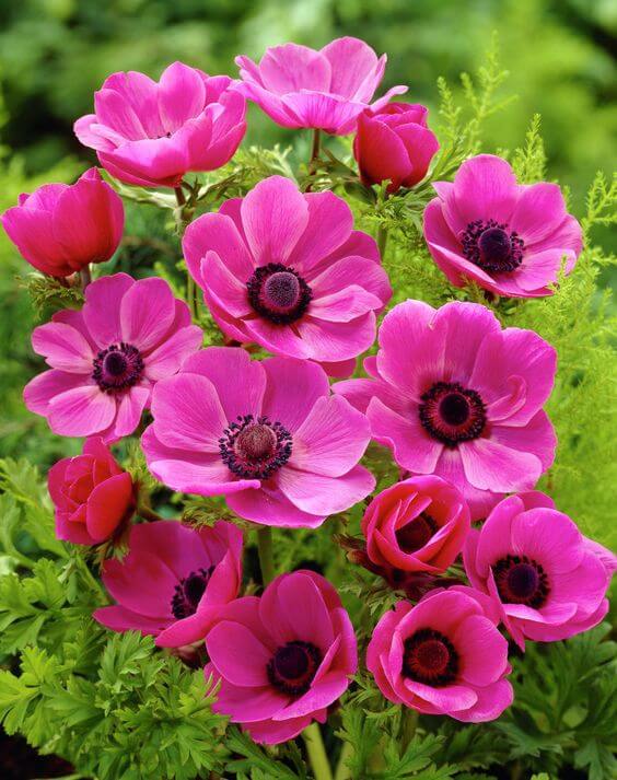 Anemone Flower seeds for Planting - Vibrant Colors, Heirloom & GMO Free Seeds for Home Garden