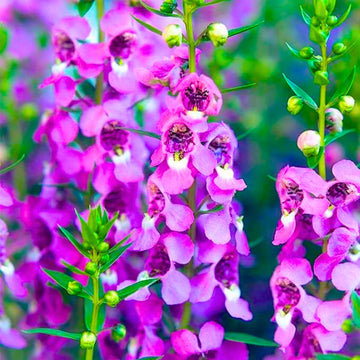 Angelonia Seeds – Heat-Tolerant Summer Snapdragon for Home Gardens