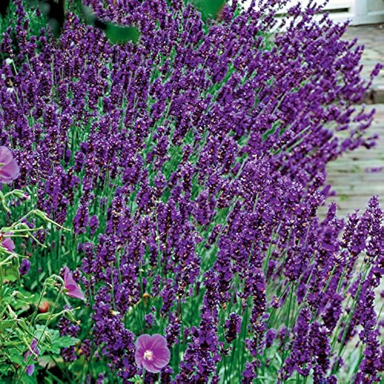 English Lavender Hidcote border planting grown from seeds
