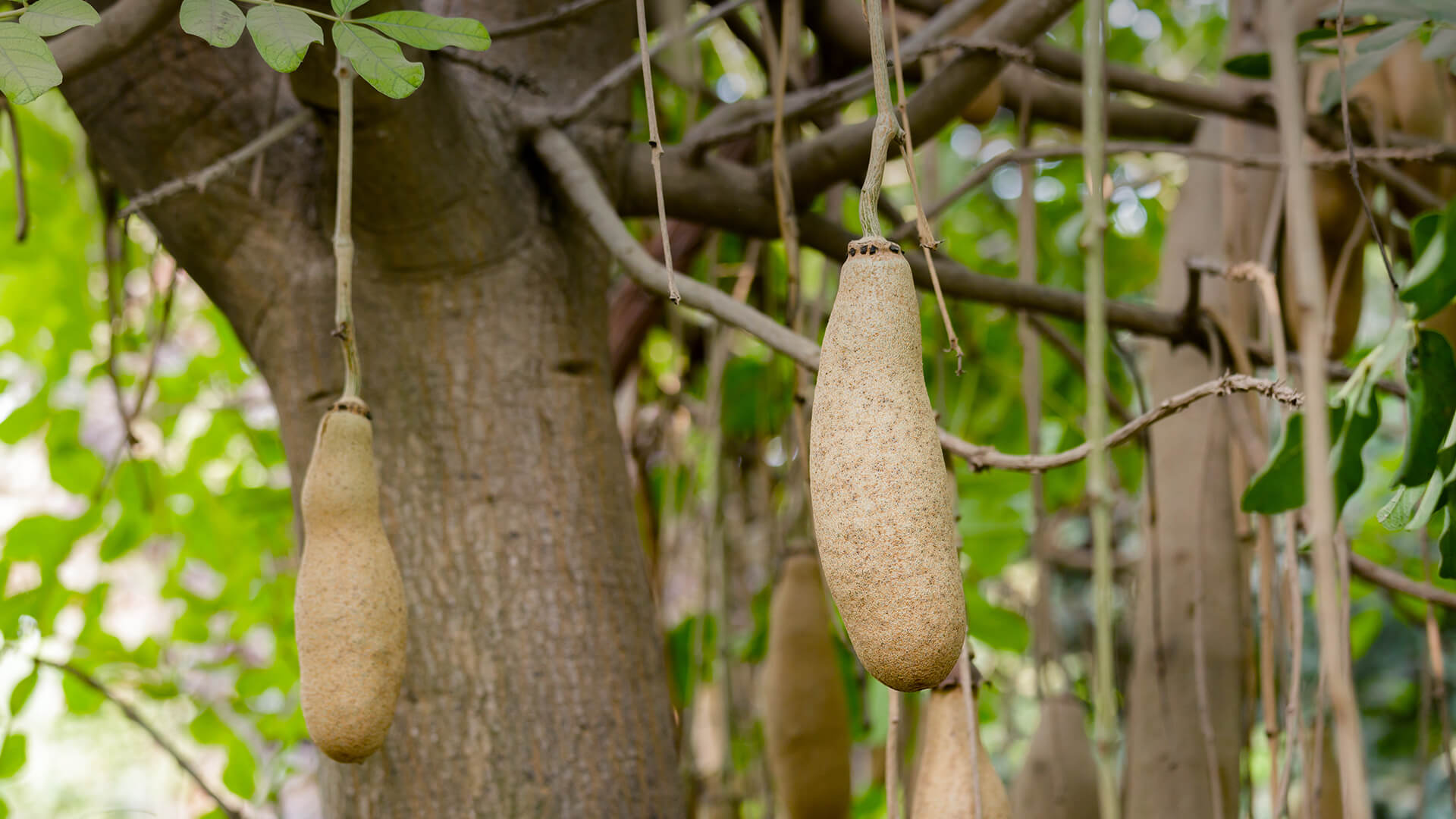 Brown Sausage Seeds for Planting