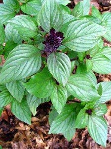 Light purple flowers of Anise Persian Basil