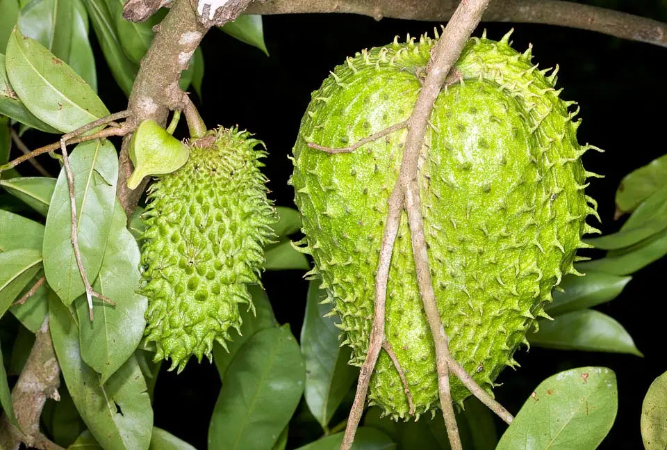 Tropical Soursop Seeds for Planting - Green & White Fruit