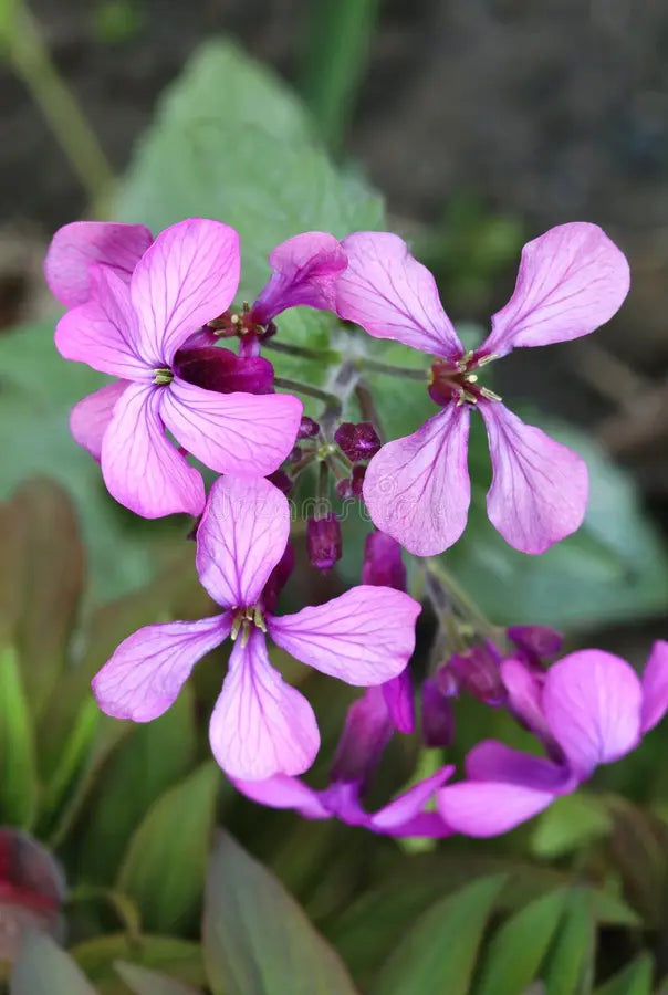 Lunaria Annua Variegata Money Flower seeds for Planting - Premium Quality, Heirloom & GMO Free Seeds for Home Garden