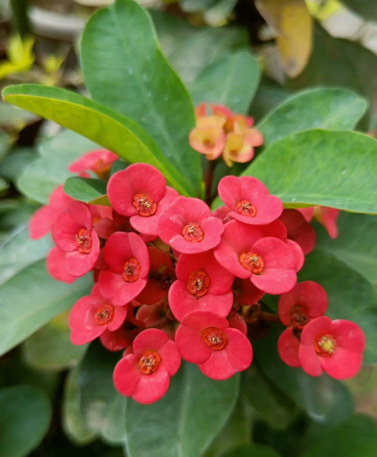 Deep Red Euphorbia Milii Flower seeds for Planting - Pollinator Friendly, Heirloom & GMO Free Seeds for Home Garden