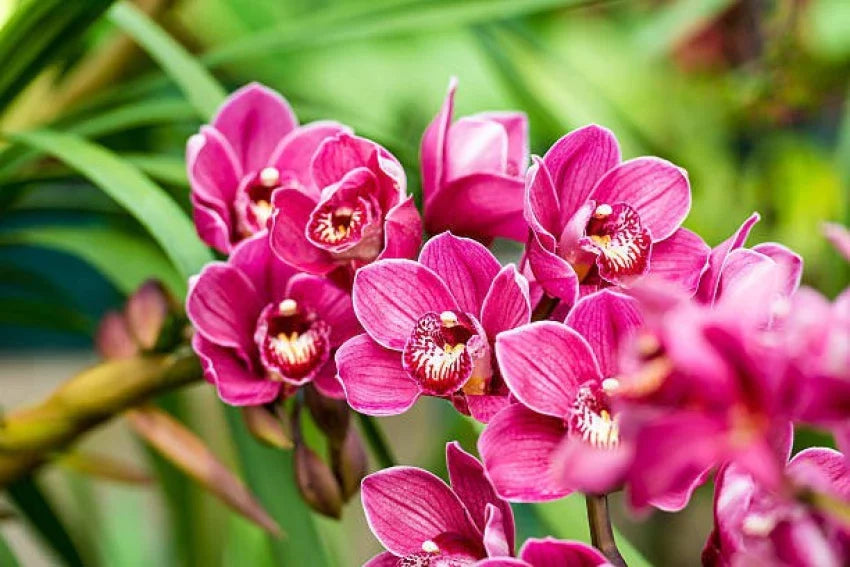 Dark (Dark Pink) seeds for planting in home garden