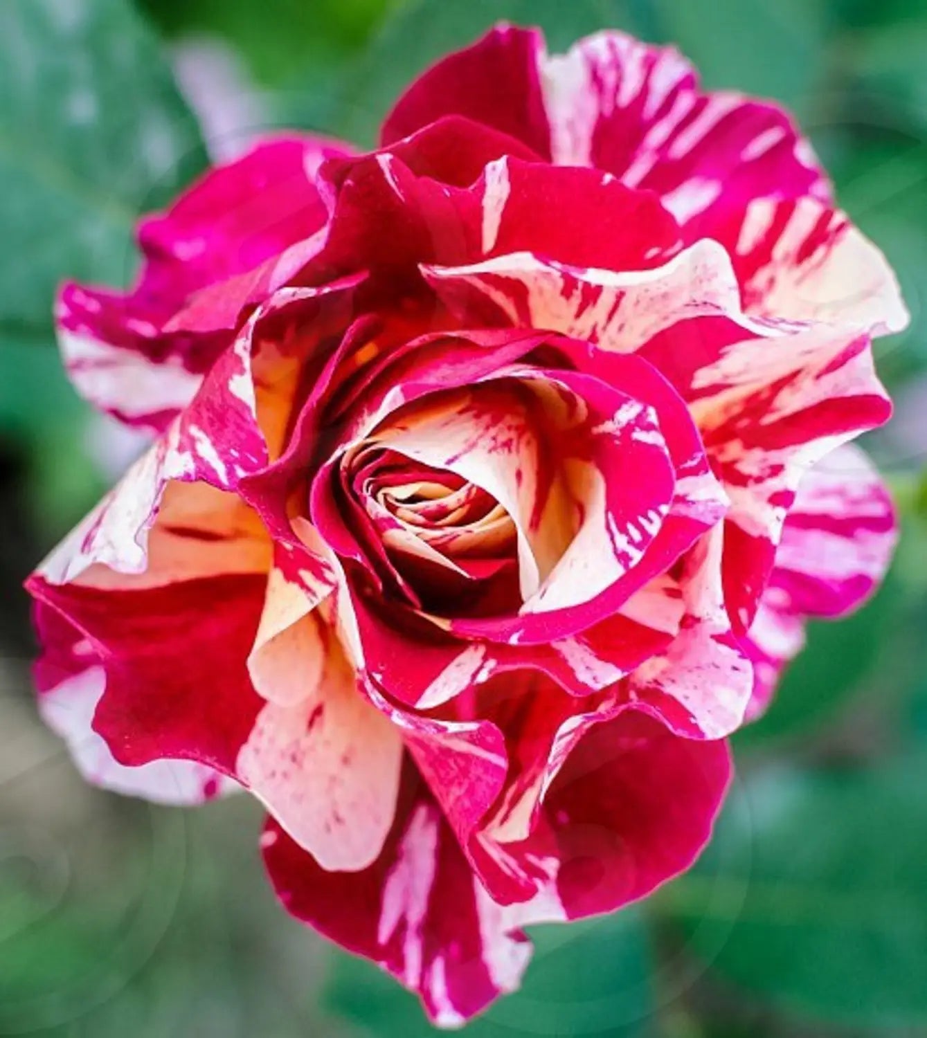 Cream Red Spirit Rose Flower seeds for Planting - Cottage Garden Essential, Heirloom & GMO Free Seeds for Home Garden
