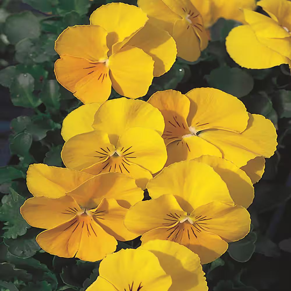 Yellow Pansy Flower Seeds for Planting Vibrant Colors Heirloom & GMO Free Seeds for Home Garden
 
 Sale