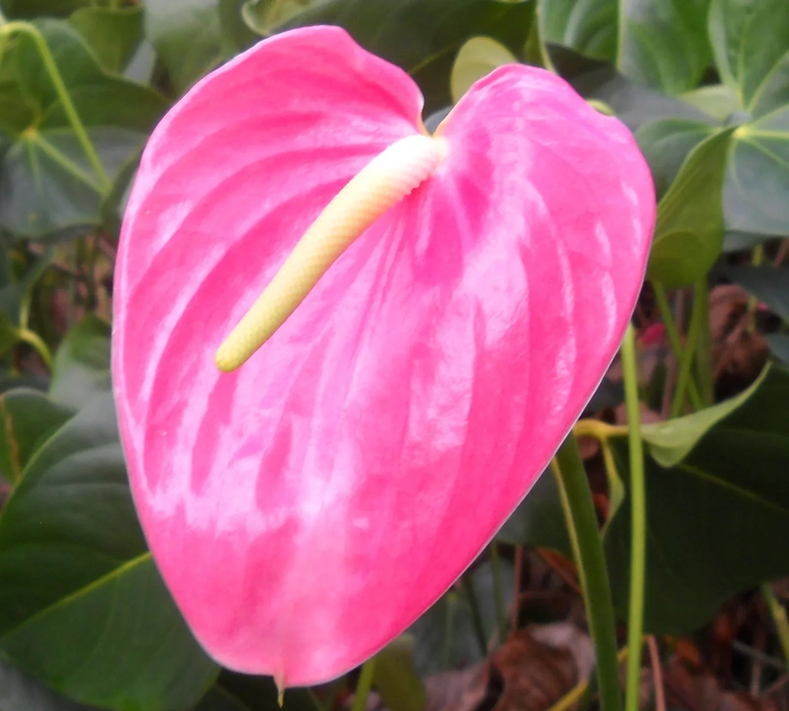 Young Anthurium Seedlings Sprouting