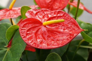 Anthurium Andraeanum Flower seeds for Planting - Premium Quality, Heirloom & GMO Free Seeds for Home Garden