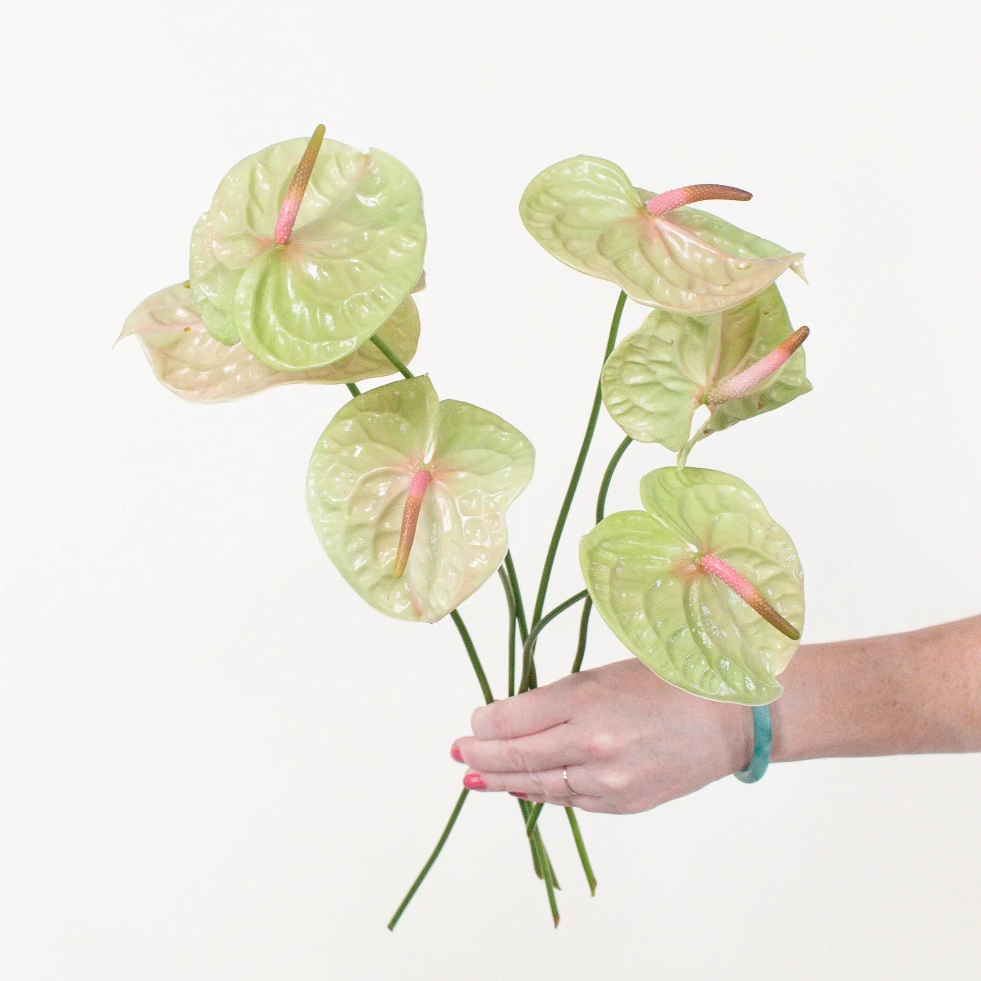 Pista Green Anthurium growing in container