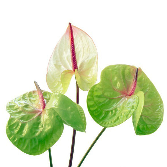 Pista Green Anthurium planted along garden border