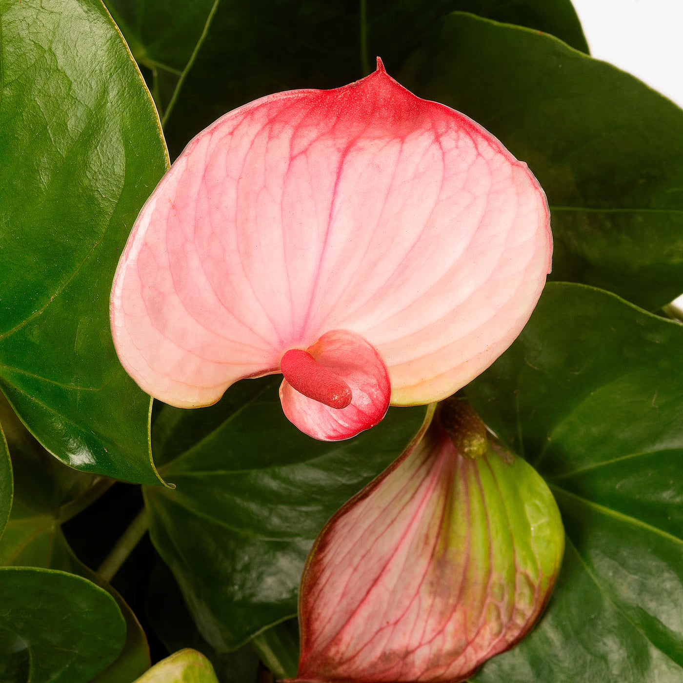 Green-Pink Anthurium Flower seeds for Planting - Colorful Display, Heirloom & GMO Free Seeds for Home Garden