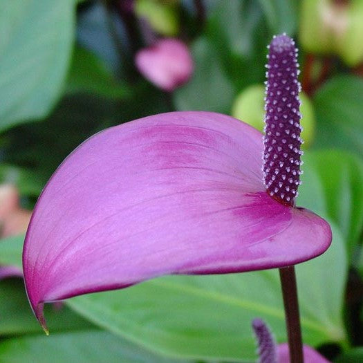 Dark Purple Anthurium Flower Seeds for Planting Cut Flower Favorite Heirloom & GMO Free Seeds for Home Garden
 
 Sale
