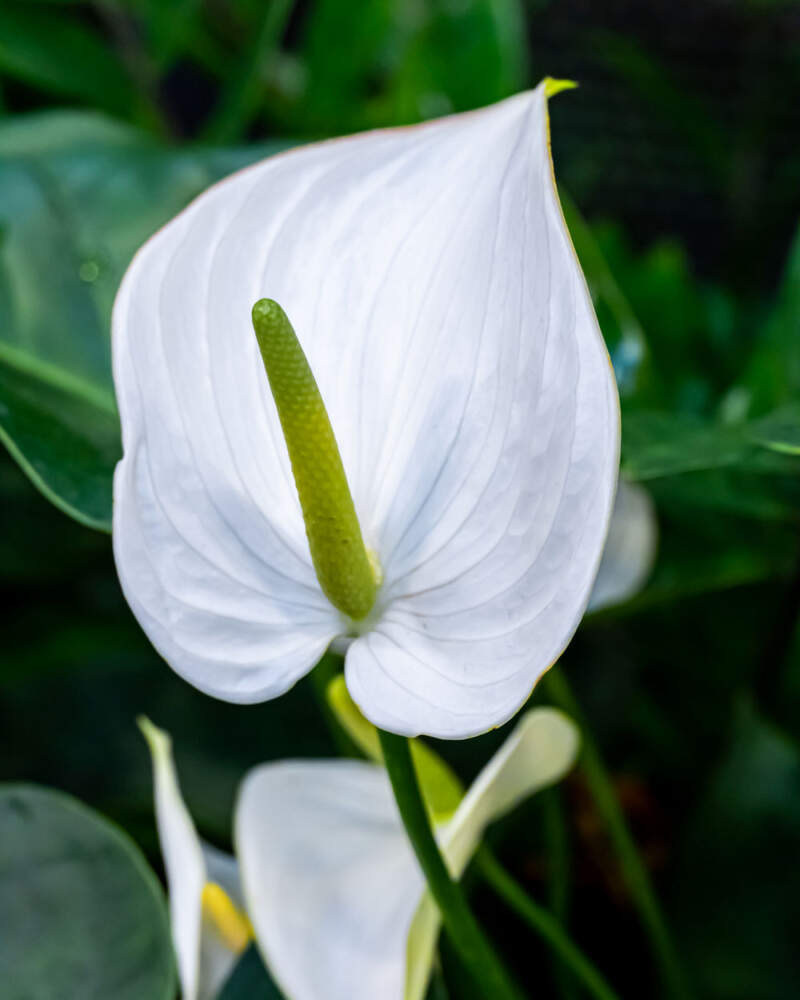 Anthurium Red Flower – Glossy Tropical Anturio Plant