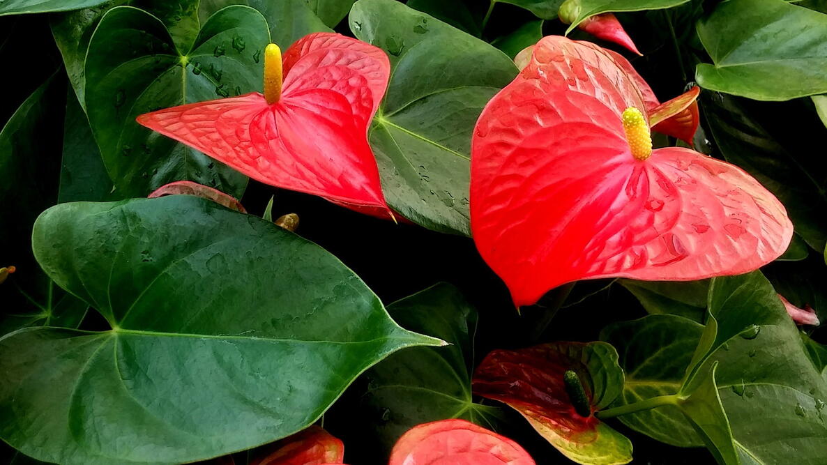 Red Anthurium Flower seeds for Planting - Vibrant Colors, Heirloom & GMO Free Seeds for Home Garden