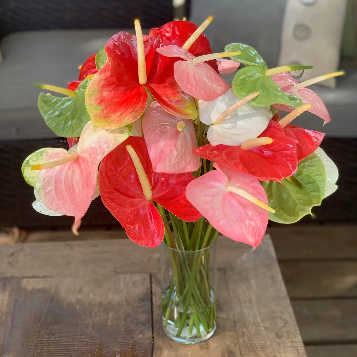 Red Mixed Anthurium Flower Seeds for Planting Pollinator Friendly Heirloom & GMO Free Seeds for Home Garden
 
 Sale