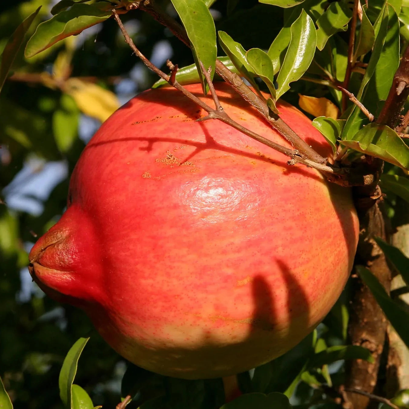 Pomegranate Tree Seeds – Organic Superfruit Variety for Terrace Growing