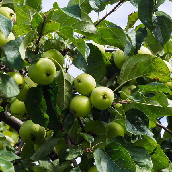 Antonovka apple seeds Malus domestica hardy heirloom apple tree