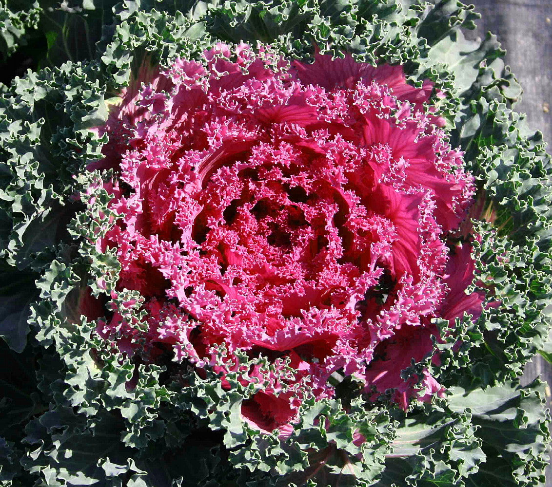 Pink Nagoya Kale Seeds for Planting - Vibrant Vegetable Variety