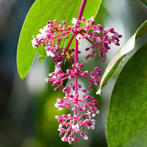 Medinilla Flower seeds for Planting - Low Maintenance, Heirloom & GMO Free Seeds for Home Garden