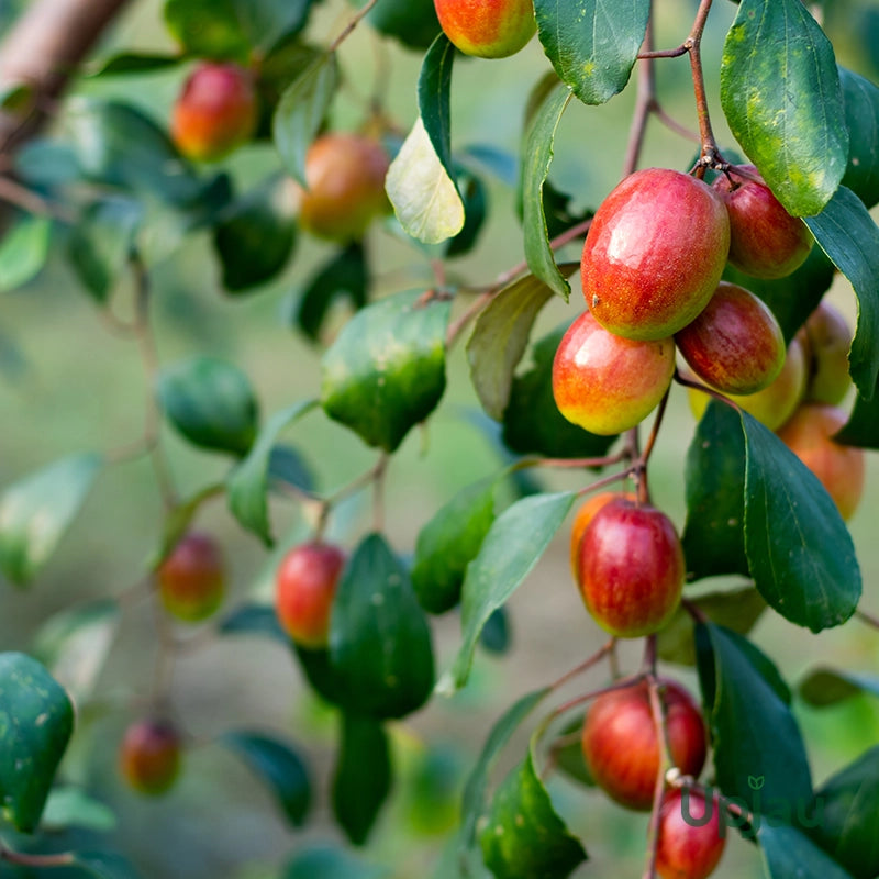 Ziziphus Jujube Fruit Seeds: Comprehensive Planting Guide