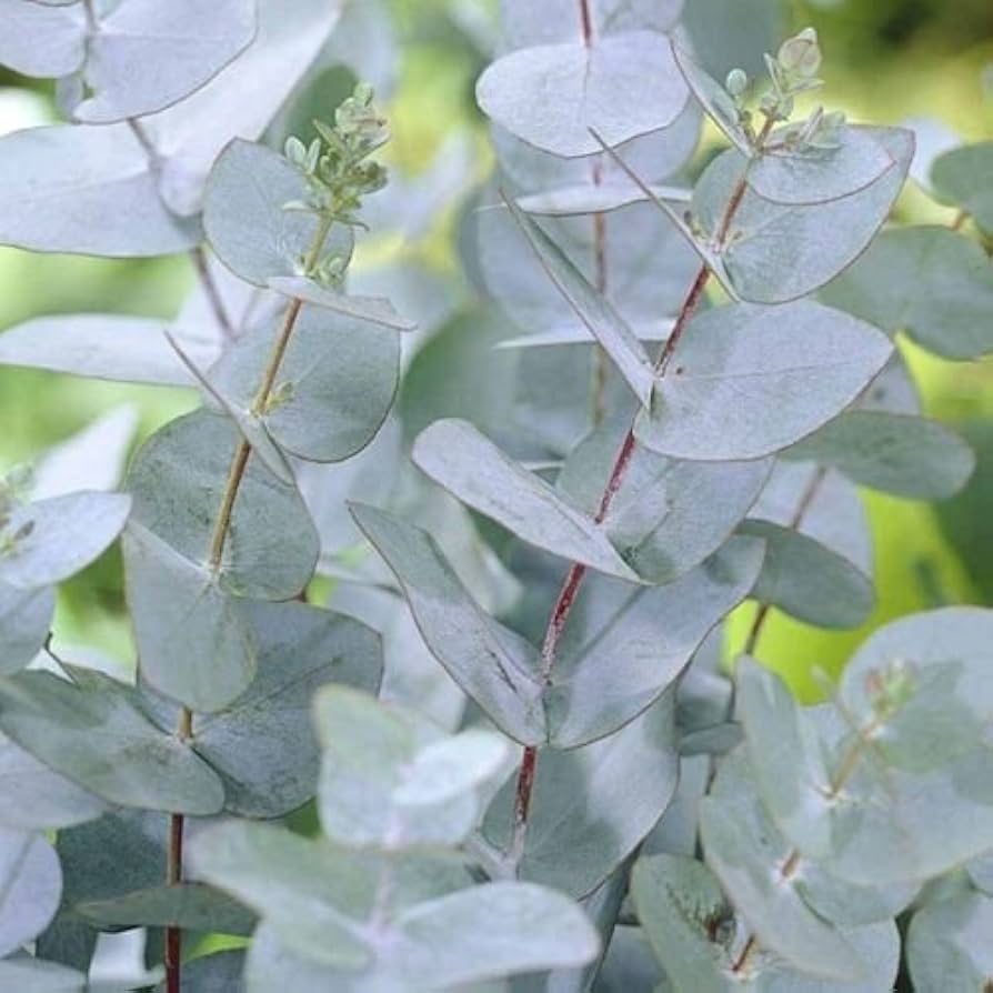 Apple Cider Eucalyptus seeds for planting Eucalyptus gunnii